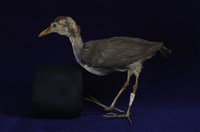 藏品(白腹秧雞)的圖片